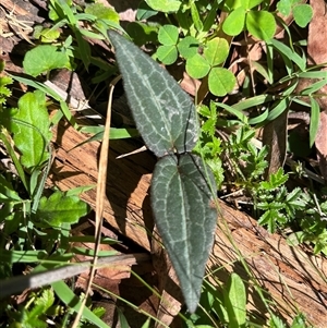 Clematis aristata at Harolds Cross, NSW - 8 Dec 2024 11:27 AM