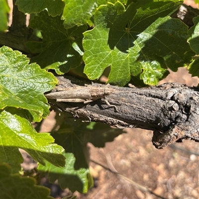 Coryphistes ruricola (Bark-mimicking Grasshopper) at Lockwood, VIC - 8 Dec 2024 by Haggis