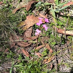 Stylidium armeria subsp. armeria (trigger plant) at Harolds Cross, NSW - 7 Dec 2024 by courtneyb