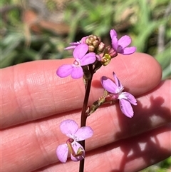 Stylidium armeria subsp. armeria at Harolds Cross, NSW - 7 Dec 2024 02:35 PM