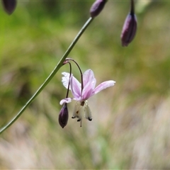 Arthropodium milleflorum (Vanilla Lily) at Captains Flat, NSW - 8 Dec 2024 by Csteele4