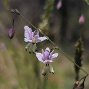 Arthropodium milleflorum at Captains Flat, NSW - 8 Dec 2024 01:51 PM