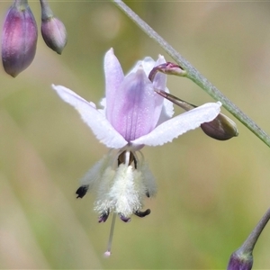 Arthropodium milleflorum at Captains Flat, NSW - 8 Dec 2024