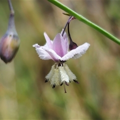 Arthropodium milleflorum at Captains Flat, NSW - 8 Dec 2024