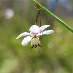 Arthropodium milleflorum at Captains Flat, NSW - 8 Dec 2024 01:51 PM