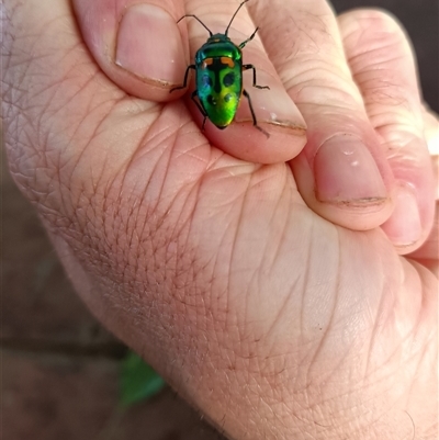 Scutiphora pedicellata (Metallic Jewel Bug) at Baranduda, VIC - 8 Dec 2024 by hannahfish