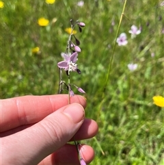 Arthropodium milleflorum (Vanilla Lily) at Harolds Cross, NSW - 7 Dec 2024 by courtneyb