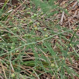 Asparagus officinalis at Goulburn, NSW - 7 Dec 2024 10:50 AM