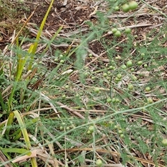 Asparagus officinalis at Goulburn, NSW - 7 Dec 2024 10:50 AM