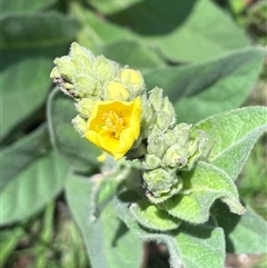 Verbascum thapsus subsp. thapsus (Great Mullein, Aaron's Rod) at Harolds Cross, NSW - 7 Dec 2024 by courtneyb