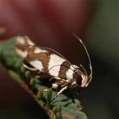 Macrobathra desmotoma ( A Cosmet moth) at Gundaroo, NSW - 8 Dec 2024 by ConBoekel