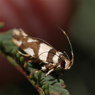 Macrobathra desmotoma ( A Cosmet moth) at Gundaroo, NSW - 8 Dec 2024 by ConBoekel