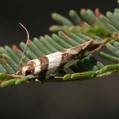 Macrobathra desmotoma at Gundaroo, NSW - 8 Dec 2024 10:52 AM