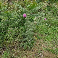 Carduus nutans at Goulburn, NSW - 7 Dec 2024 10:49 AM