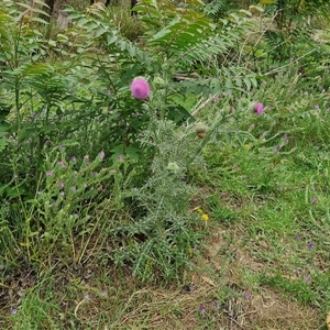 Carduus nutans at Goulburn, NSW - 7 Dec 2024 10:49 AM