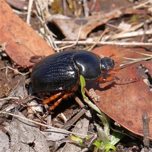 Anomalomorpha anthracina (Yellow-legged pasture scarab) at Gundaroo, NSW by ConBoekel