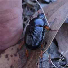 Anomalomorpha anthracina at Gundaroo, NSW - 8 Dec 2024