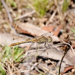 Diplacodes bipunctata (Wandering Percher) at Gundaroo, NSW - 8 Dec 2024 by ConBoekel