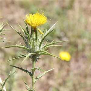 Carthamus lanatus at Gundaroo, NSW - 8 Dec 2024 10:36 AM