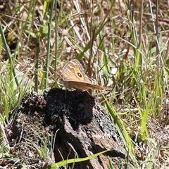 Junonia villida (Meadow Argus) at Gundaroo, NSW - 8 Dec 2024 by ConBoekel