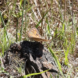 Junonia villida (Meadow Argus) at Gundaroo, NSW by ConBoekel