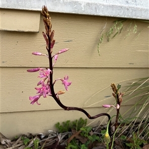 Dipodium roseum at Harolds Cross, NSW - 7 Dec 2024