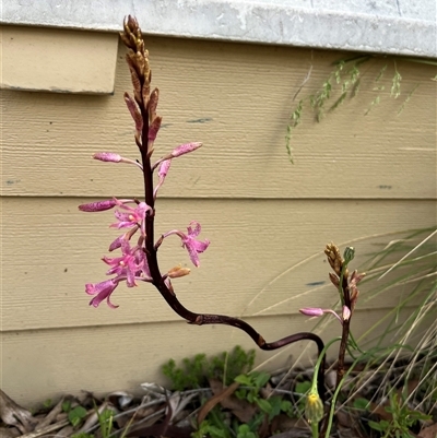 Dipodium roseum (Rosy Hyacinth Orchid) at Harolds Cross, NSW - 7 Dec 2024 by courtneyb