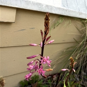 Dipodium roseum at Harolds Cross, NSW - suppressed