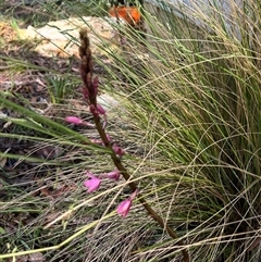 Dipodium roseum at Harolds Cross, NSW - suppressed