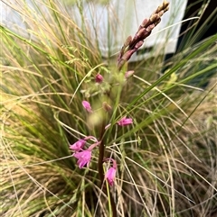 Dipodium roseum at Harolds Cross, NSW - suppressed