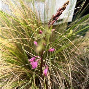 Dipodium roseum at Harolds Cross, NSW - suppressed