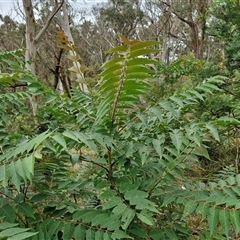 Ailanthus altissima (Tree-of-Heaven) at Goulburn, NSW - 6 Dec 2024 by trevorpreston