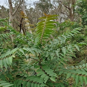 Ailanthus altissima at Goulburn, NSW - 7 Dec 2024 10:48 AM