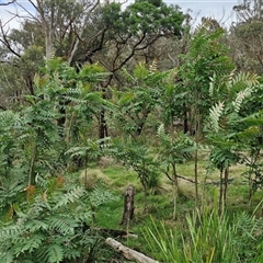 Ailanthus altissima at Goulburn, NSW - 7 Dec 2024 10:48 AM