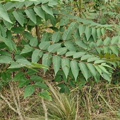 Ailanthus altissima at Goulburn, NSW - 7 Dec 2024 10:48 AM