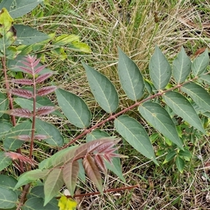 Ailanthus altissima at Goulburn, NSW - 7 Dec 2024 10:48 AM