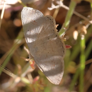 Casbia pallens at Gundaroo, NSW - 8 Dec 2024 10:32 AM