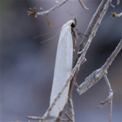 Zacorus carus (White Wingia) at Gundaroo, NSW - 8 Dec 2024 by ConBoekel