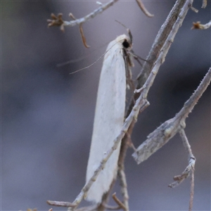 Zacorus carus at Gundaroo, NSW by ConBoekel