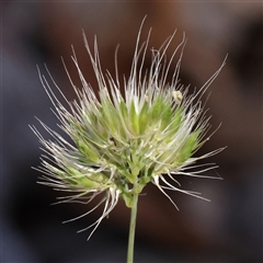 Cynosurus echinatus (Rough Dog's Tail Grass) at Gundaroo, NSW - 8 Dec 2024 by ConBoekel