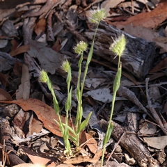 Cynosurus echinatus at Gundaroo, NSW - 8 Dec 2024 10:20 AM