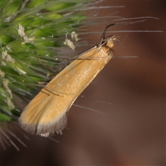 Parergophela melirrhoa (Chezela Group) at Gundaroo, NSW - 8 Dec 2024 by ConBoekel