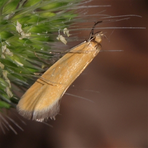 Parergophela melirrhoa at Gundaroo, NSW - 8 Dec 2024