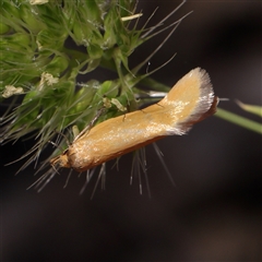 Parergophela melirrhoa at Gundaroo, NSW - 8 Dec 2024