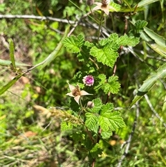 Rubus parvifolius (Native Raspberry) at Harolds Cross, NSW - 7 Dec 2024 by courtneyb