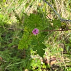 Rubus parvifolius at Harolds Cross, NSW - 7 Dec 2024 11:28 AM