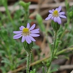 Vittadinia cuneata var. cuneata (Fuzzy New Holland Daisy) at Goulburn, NSW - 7 Dec 2024 by trevorpreston