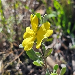 Hibbertia obtusifolia (Grey Guinea-flower) at Hawker, ACT - 8 Dec 2024 by sangio7