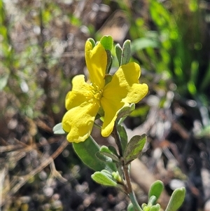 Hibbertia obtusifolia at Hawker, ACT - 8 Dec 2024