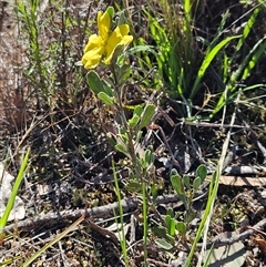 Hibbertia obtusifolia at Hawker, ACT - 8 Dec 2024 09:22 AM